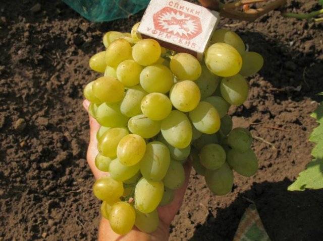 Кракен сыл ссылка