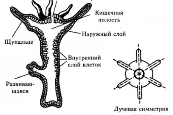 Кракен ссылка market pw