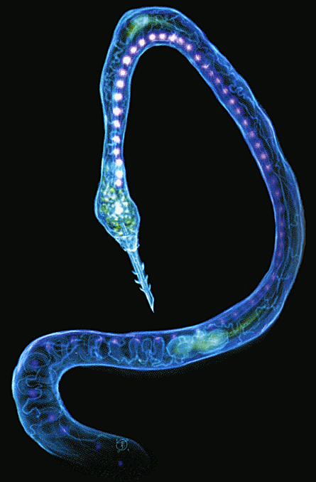 Kraken 18at